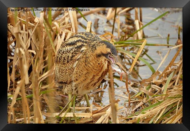Bittern with Perch Framed Print by Alan Sutton