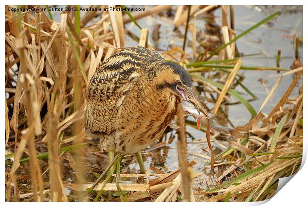 Bittern with Perch Print by Alan Sutton