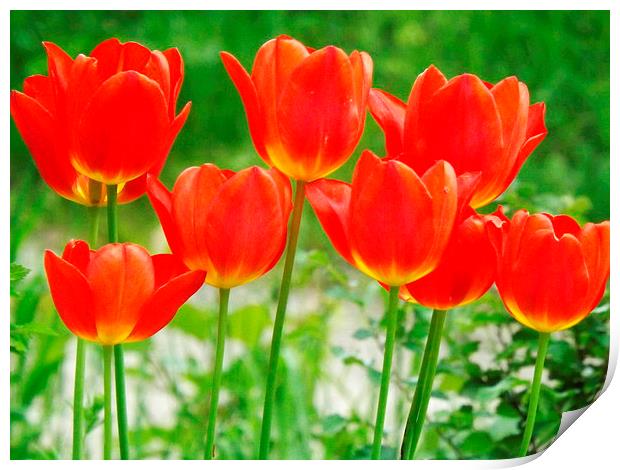 Tulips in beautiful summer sunshine Print by Dawn White