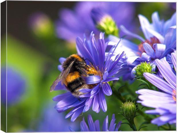 Bee Canvas Print by Victor Burnside