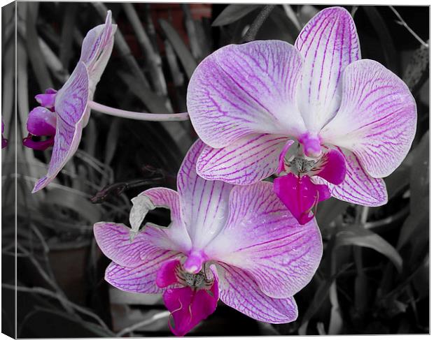 Sri Lanka : Orchid Canvas Print by colin chalkley