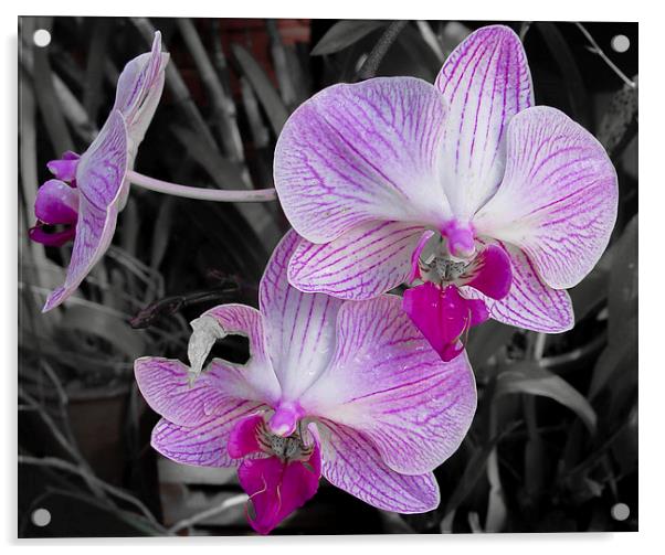 Sri Lanka : Orchid Acrylic by colin chalkley