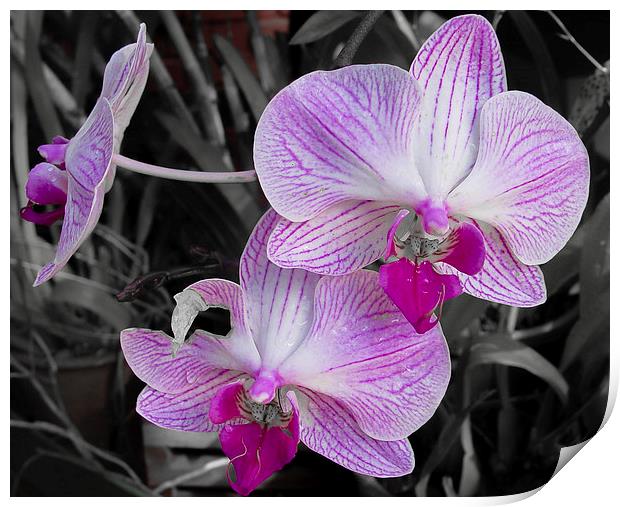 Sri Lanka : Orchid Print by colin chalkley