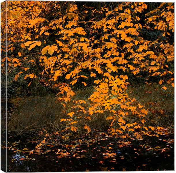 Falling Leaves III Canvas Print by Iain Mavin