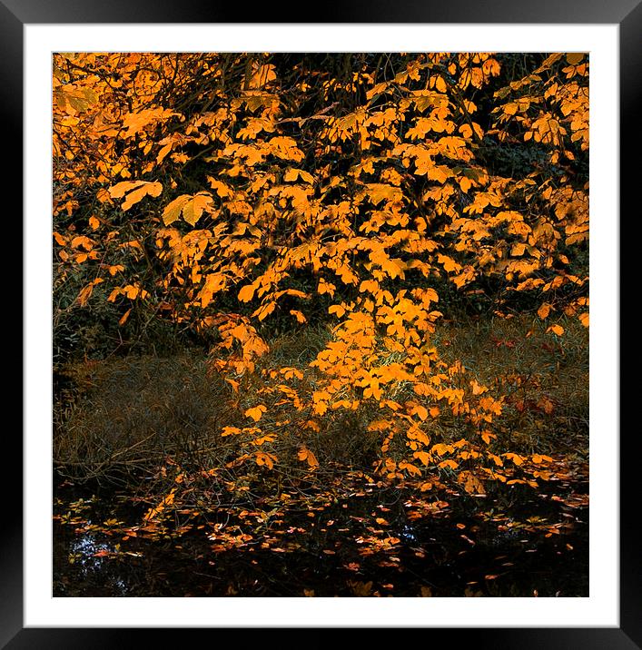 Falling Leaves III Framed Mounted Print by Iain Mavin