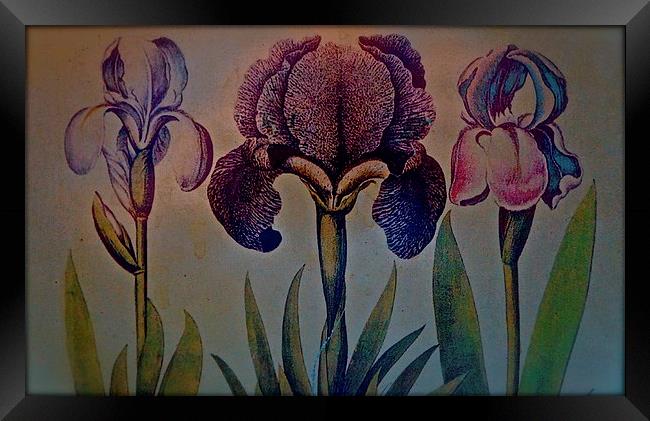 Three different Iris in a row Framed Print by Sue Bottomley