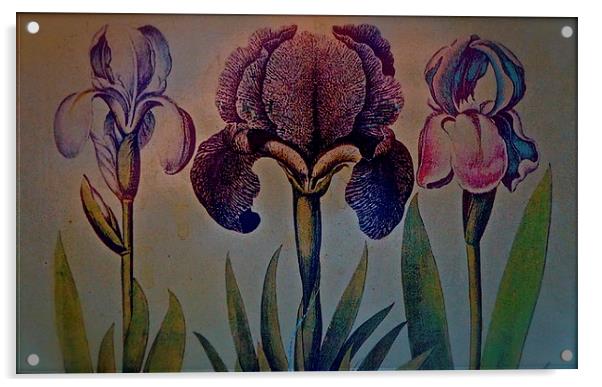 Three different Iris in a row Acrylic by Sue Bottomley