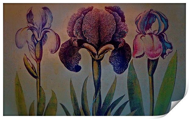 Three different Iris in a row Print by Sue Bottomley