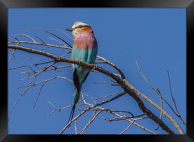 Bird - South Africa Framed Print by colin chalkley