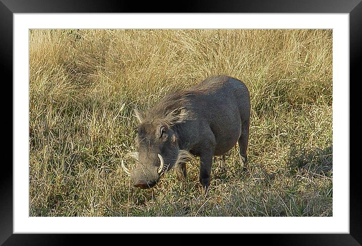 Kruger National Park : Warthog Framed Mounted Print by colin chalkley