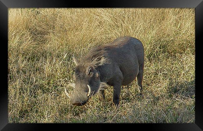 Kruger National Park : Warthog Framed Print by colin chalkley