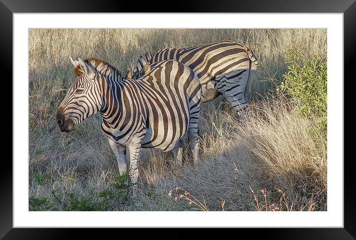 Zebra Framed Mounted Print by colin chalkley
