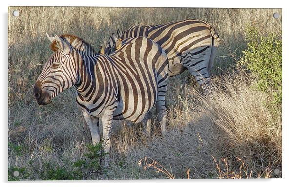 Zebra Acrylic by colin chalkley
