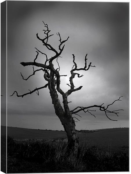 The Crooked Tree Canvas Print by Peter Mclardy