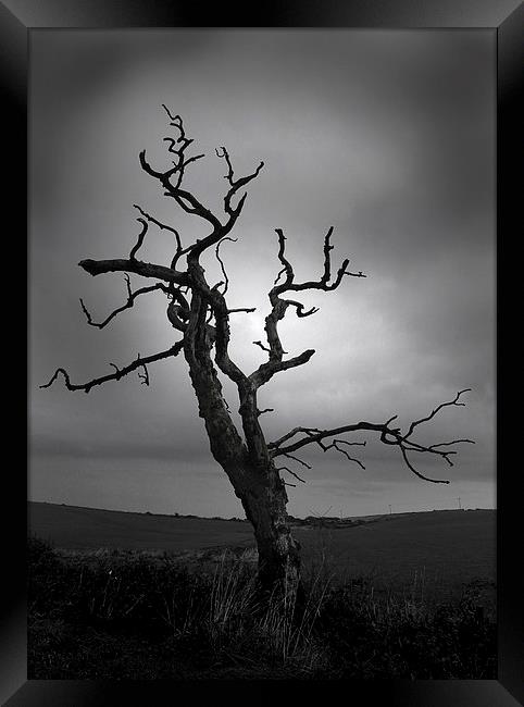 The Crooked Tree Framed Print by Peter Mclardy