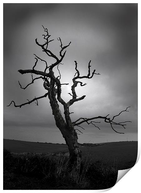 The Crooked Tree Print by Peter Mclardy