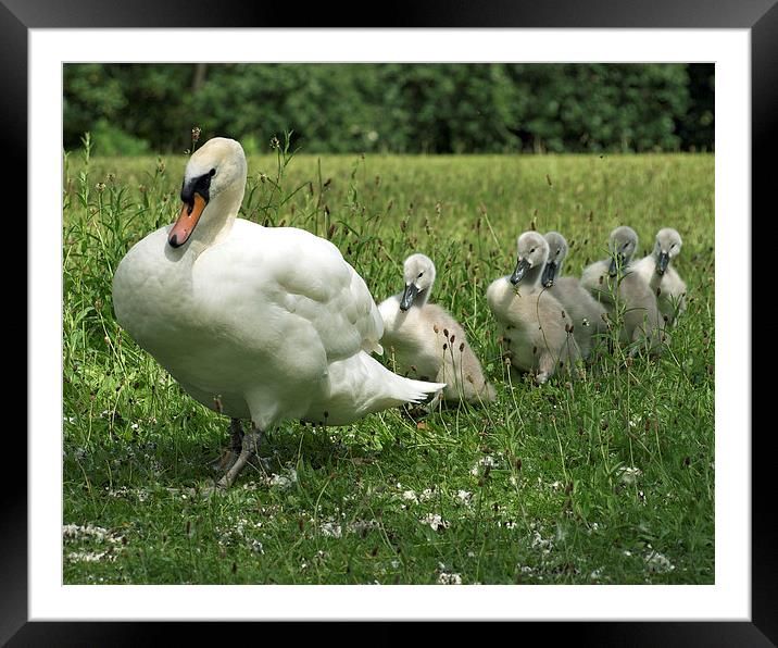 Swan and Cygnets Framed Mounted Print by Victor Burnside