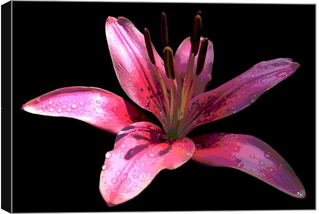 Lily Posterized Canvas Print by james balzano, jr.