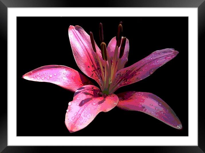 Lily Posterized Framed Mounted Print by james balzano, jr.