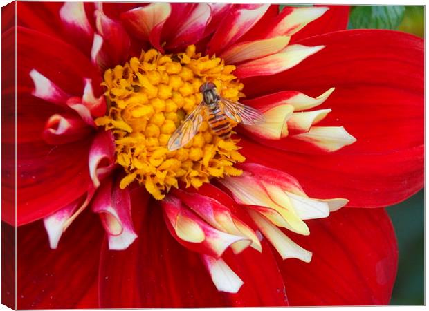 Hover Fly Macro Canvas Print by Tim Smith