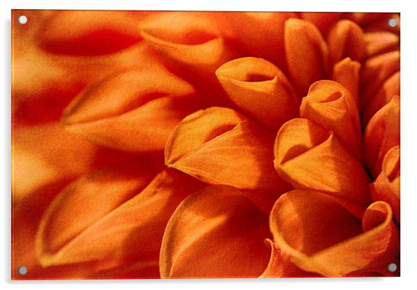 Orange Glow Acrylic by Mary Lane