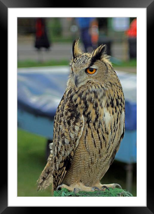 European Eagle Owl Framed Mounted Print by Tony Murtagh