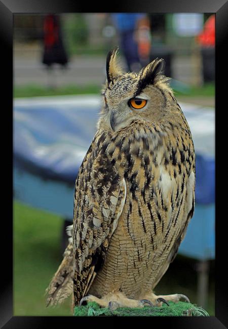 European Eagle Owl Framed Print by Tony Murtagh