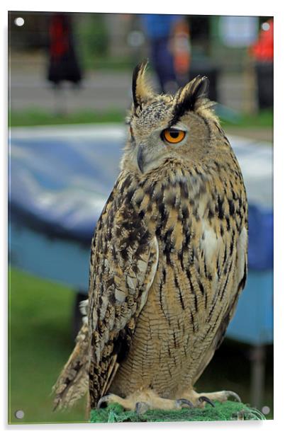 European Eagle Owl Acrylic by Tony Murtagh