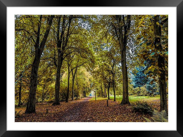 Autumn Walkway Framed Mounted Print by Trevor Kersley RIP