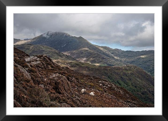 Sheep on a mountain hillside Framed Mounted Print by Eddie John
