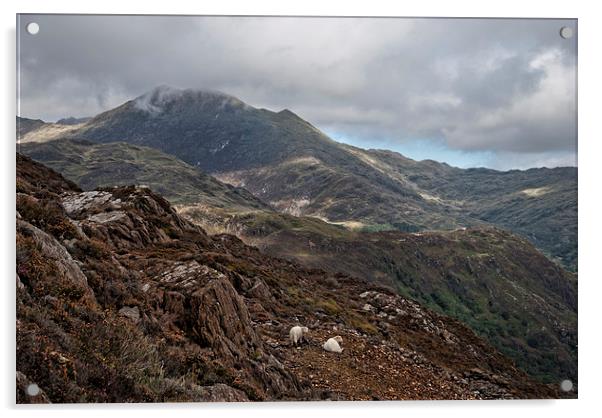Sheep on a mountain hillside Acrylic by Eddie John