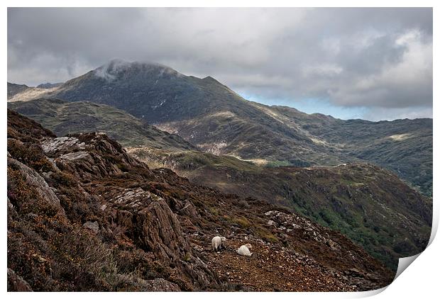 Sheep on a mountain hillside Print by Eddie John