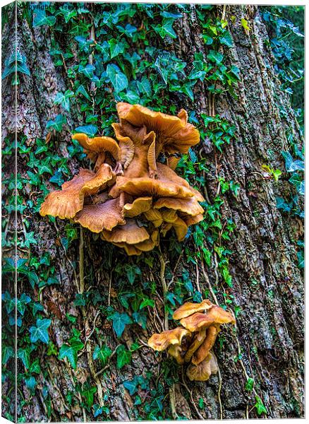 Fungi on the Tree Canvas Print by Trevor Kersley RIP
