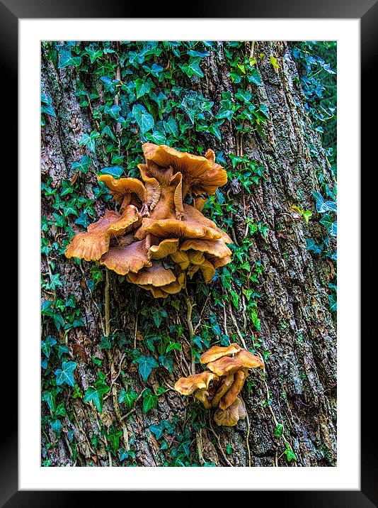 Fungi on the Tree Framed Mounted Print by Trevor Kersley RIP