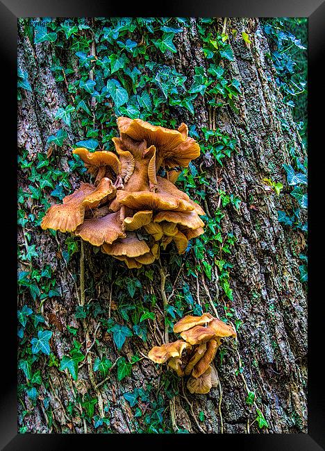 Fungi on the Tree Framed Print by Trevor Kersley RIP