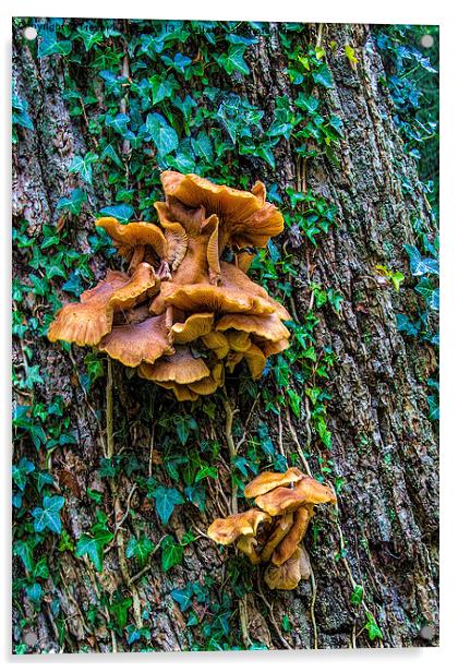 Fungi on the Tree Acrylic by Trevor Kersley RIP