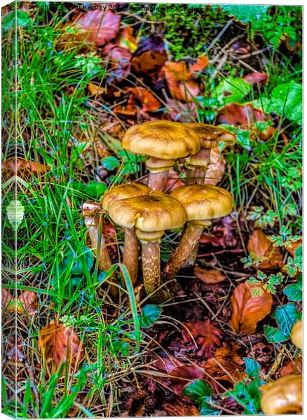 Fungi in the Grass. Canvas Print by Trevor Kersley RIP