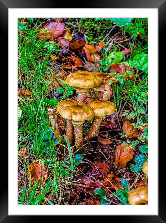 Fungi in the Grass. Framed Mounted Print by Trevor Kersley RIP