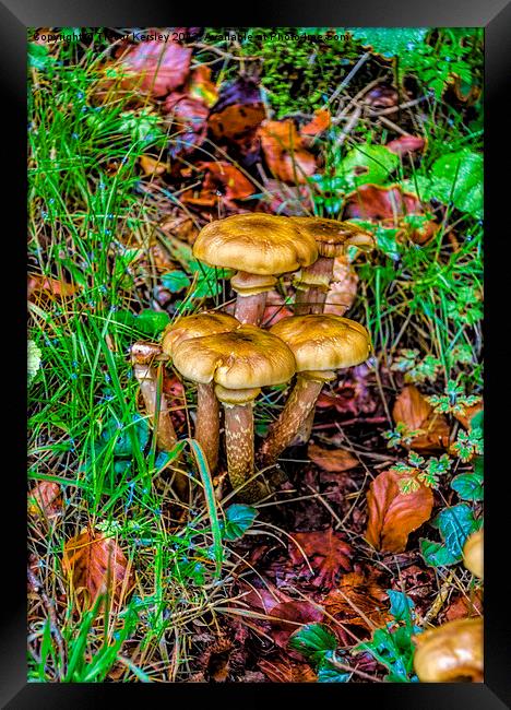 Fungi in the Grass. Framed Print by Trevor Kersley RIP