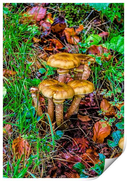 Fungi in the Grass. Print by Trevor Kersley RIP