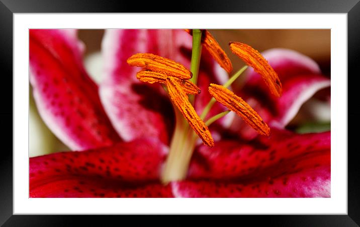 lilly Framed Mounted Print by Bobby Brown