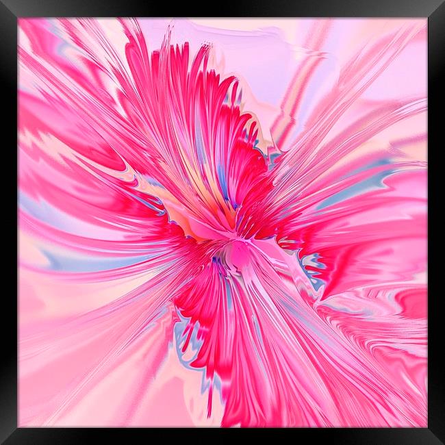 Carnation Pink Framed Print by Anastasiya Malakhova