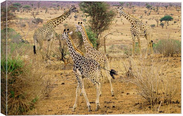 JST2611 Masai Giraffe Canvas Print by Jim Tampin