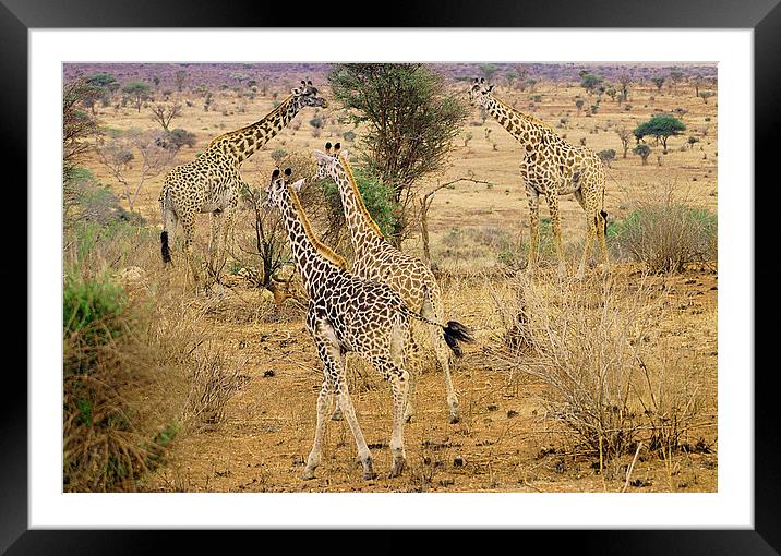 JST2611 Masai Giraffe Framed Mounted Print by Jim Tampin