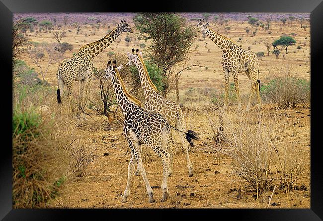 JST2611 Masai Giraffe Framed Print by Jim Tampin