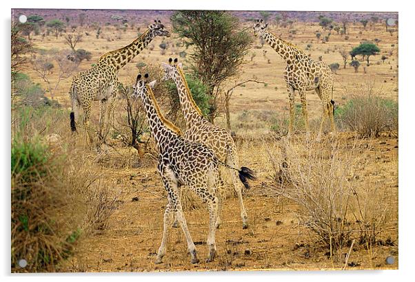 JST2611 Masai Giraffe Acrylic by Jim Tampin
