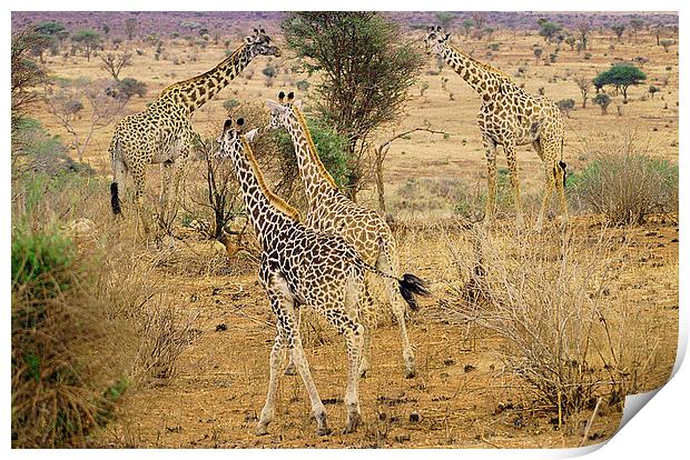 JST2611 Masai Giraffe Print by Jim Tampin