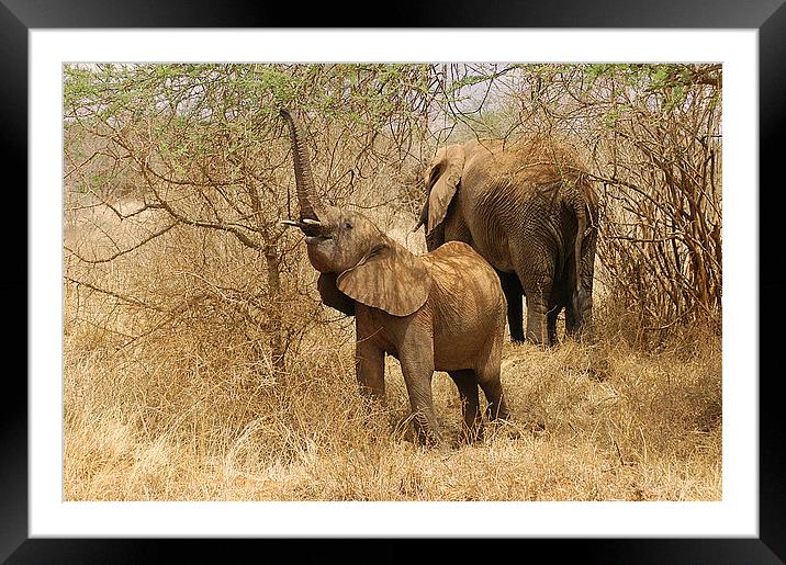 JST2613 Elephants feeding Framed Mounted Print by Jim Tampin