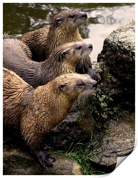 JST2615 European Otters Print by Jim Tampin