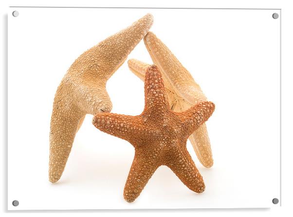 Starfish Acrylic by Victor Burnside